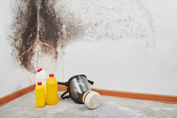 Best Industrial Mold Remediation in Milton, DE