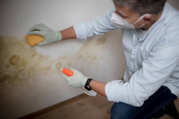 Best Residential Mold Remediation in Milton, DE