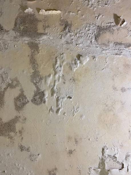 Best Residential Mold Remediation in Milton, DE