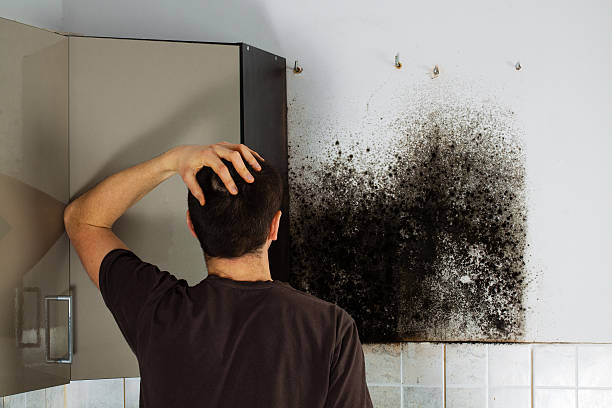Best Kitchen Mold Remediation in Milton, DE