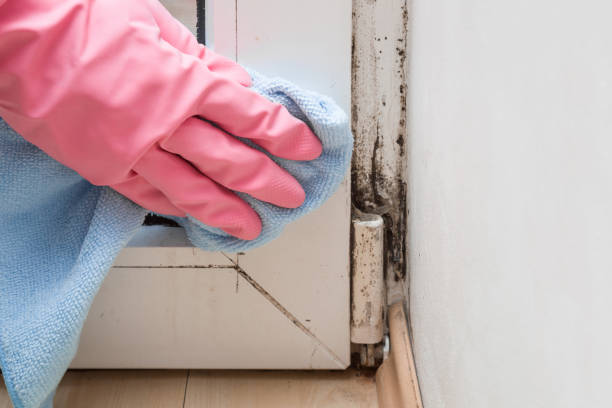 Best Black Mold Remediation in Milton, DE
